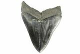 Fossil Megalodon Tooth - South Carolina #168317-2